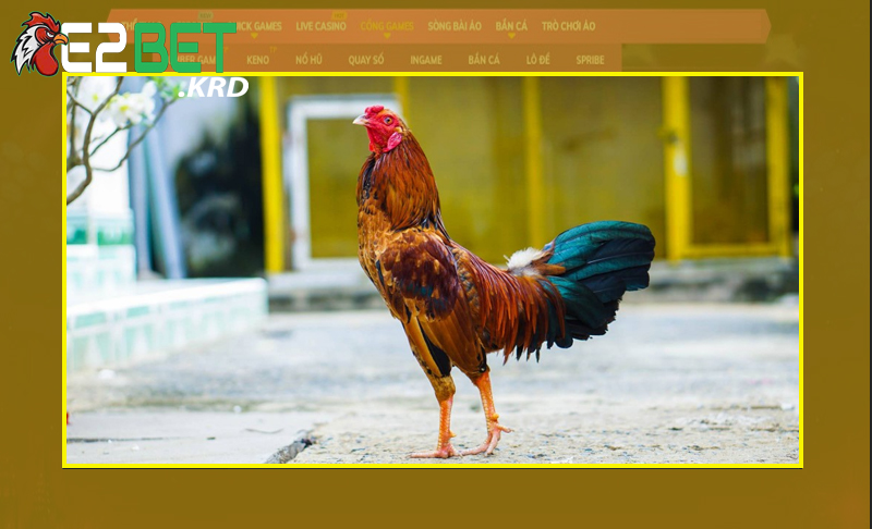 Áp dụng đúng các chiến thuật từ cao thủ mang lại chiến kê khủng