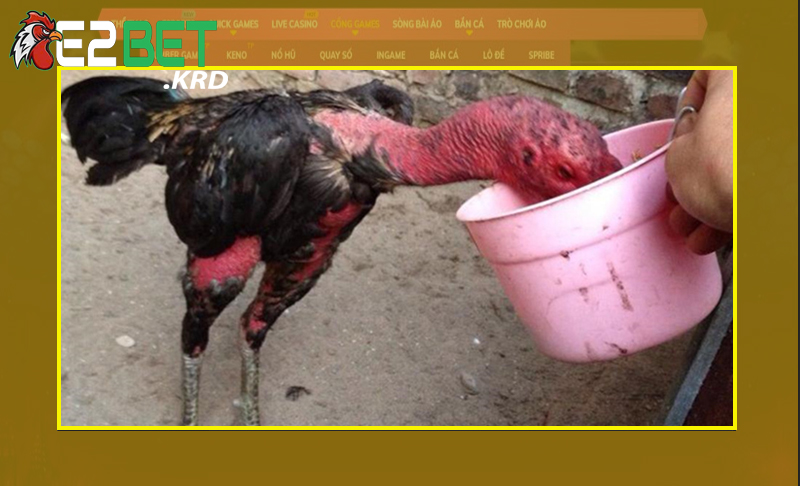 Bí quyết nuôi gà chọi chiến từ chuyên gia