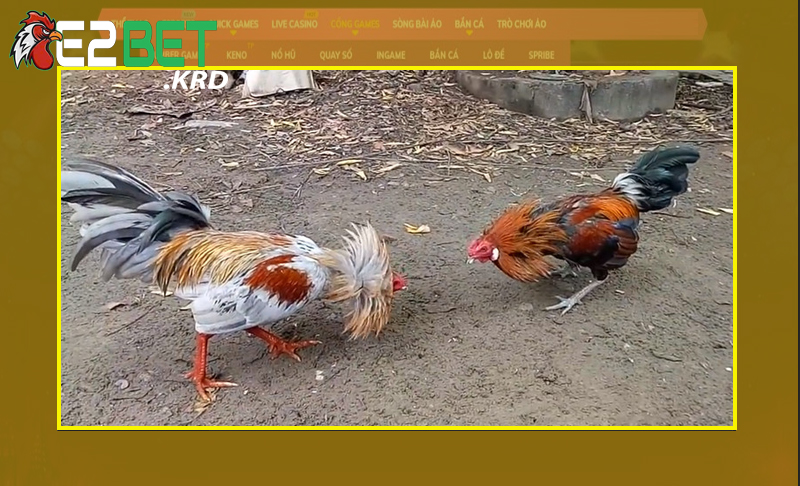 Bỏ túi các chiến thuật vần gà hấp dẫn và dễ dàng