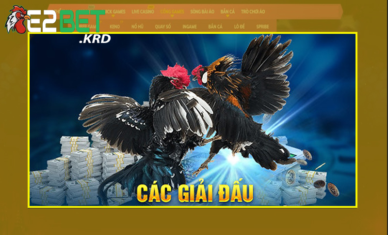 Khám phá các giải đấu đá gà hấp dẫn tại Việt Nam