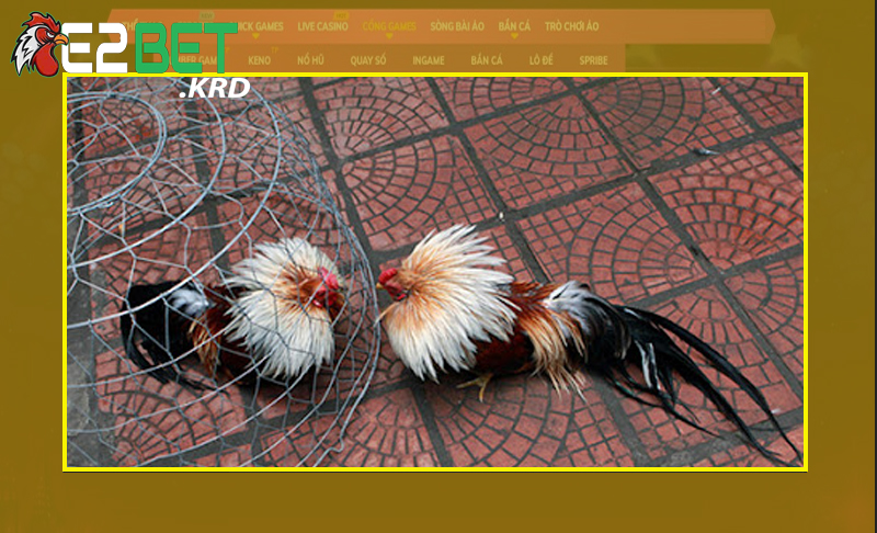 Đa dạng các hình thức xổ gà hấp dẫn