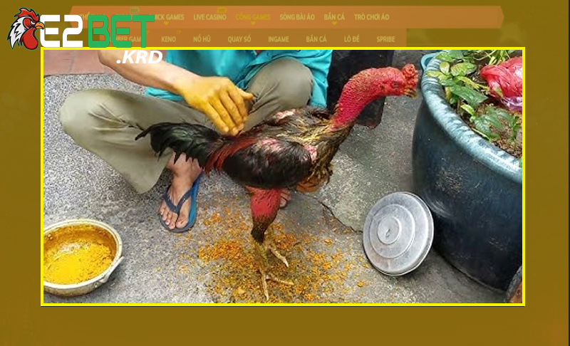 Bật mí các kỹ thuật massage gà đá từ cao thủ