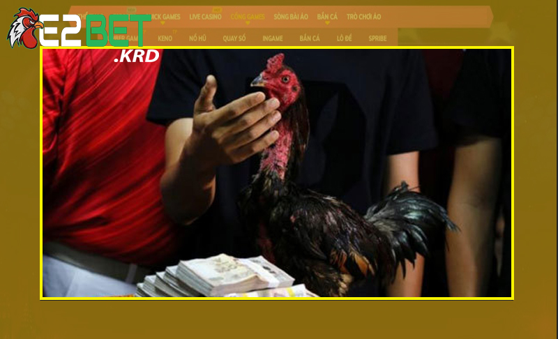 Phương pháp nuôi gà chọi Thái Lan đơn giản