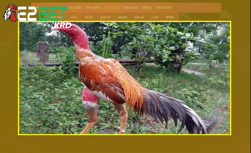 Hiểu rõ về cách lựa chọn gà Phu đúng chuẩn