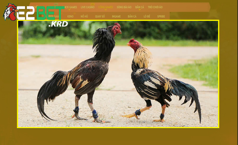 Bỏ túi các cách huấn luyện gà chọi của dân cao thủ