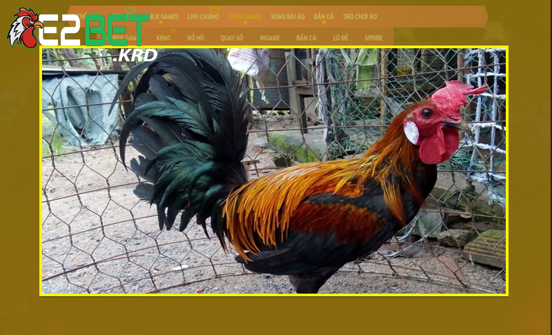 Phương pháp nuôi và chăm sóc gà chọi Pere hiệu quả