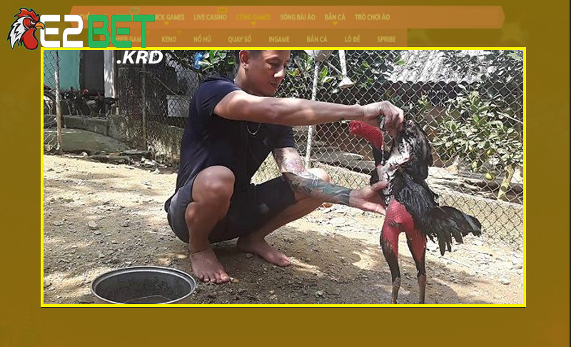 Các phương pháp phục hồi cho gà đá dễ dàng