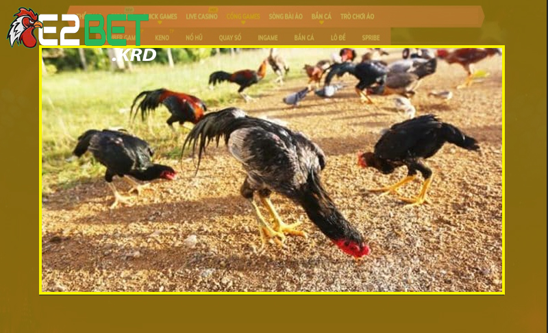 Cần bồi bổ sức khỏe thường xuyên cho gà đúng tiêu chuẩn