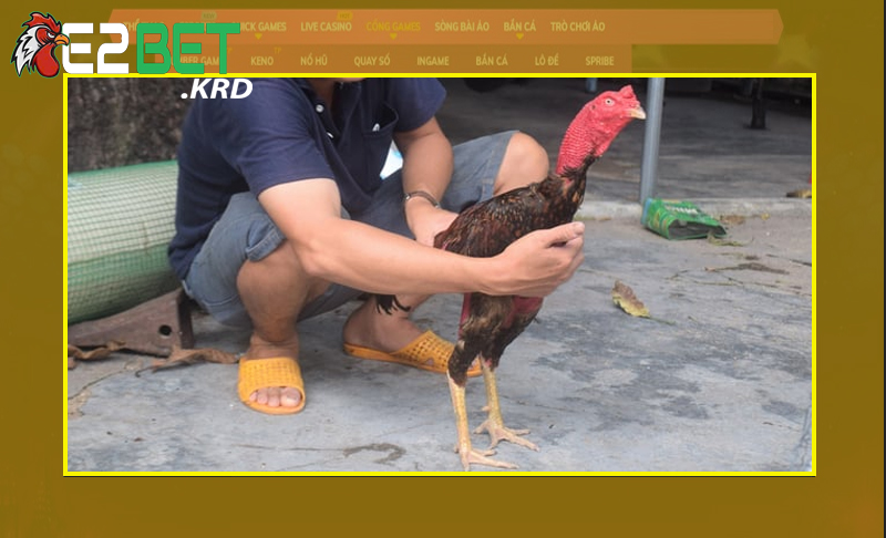 Nắm rõ về các yêu cầu giúp chọn chiến kê dũng mãnh