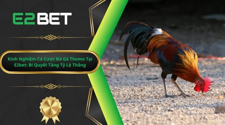 Phân tích kỹ đá gà khi tham gia để không mắc sai lầm