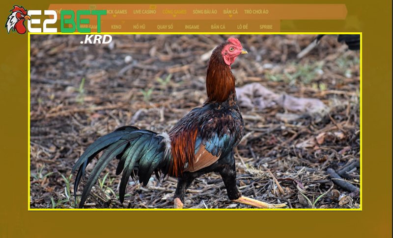 Nhận diện gà chọi Thái với nhiều điểm vượt trội