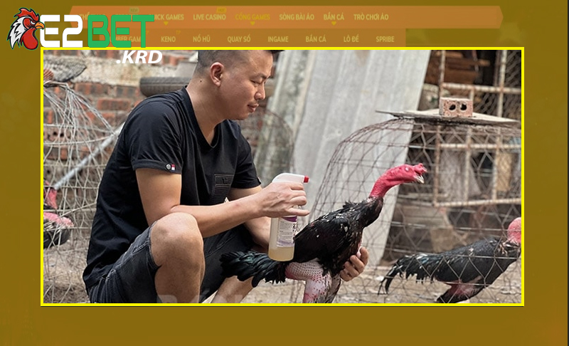 Gà được sư kê nuôi đảm bảo chất lượng cao