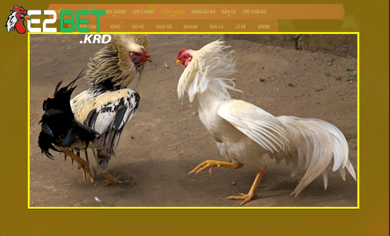 Cách huấn luyện gà chọi của dân cao thủ dễ dàng thắng lớn