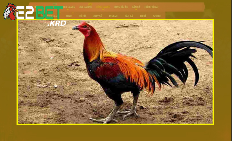 Hiểu tổng quan về gà chọi Peru thế nào?