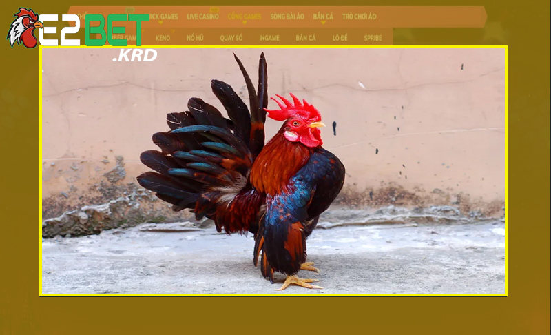 Hiểu sơ bộ về gà Serama thế nào?