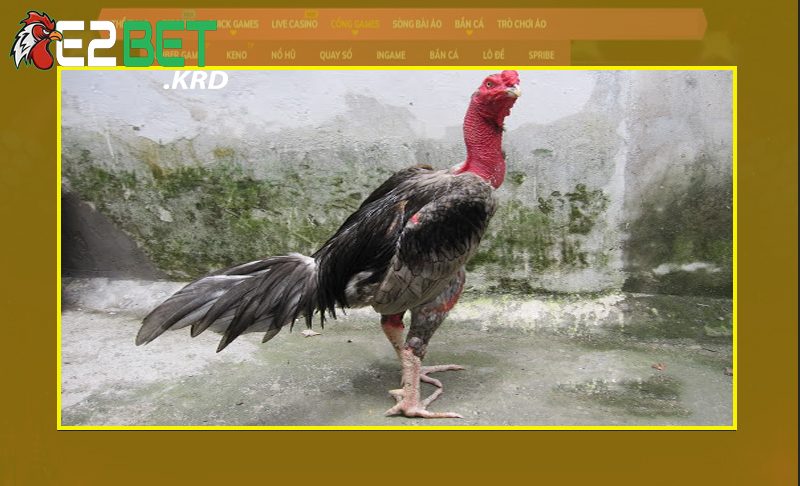 Đôi nét nhận biết gà chọi và các loại gà đá khác