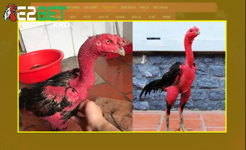 Nắm rõ về các phương pháp giúp chăm sóc gà dễ dàng