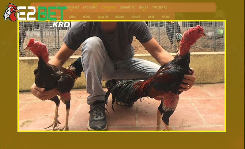 Nắm rõ giá trị trong cách chọn gà chọi chịu đòn cao