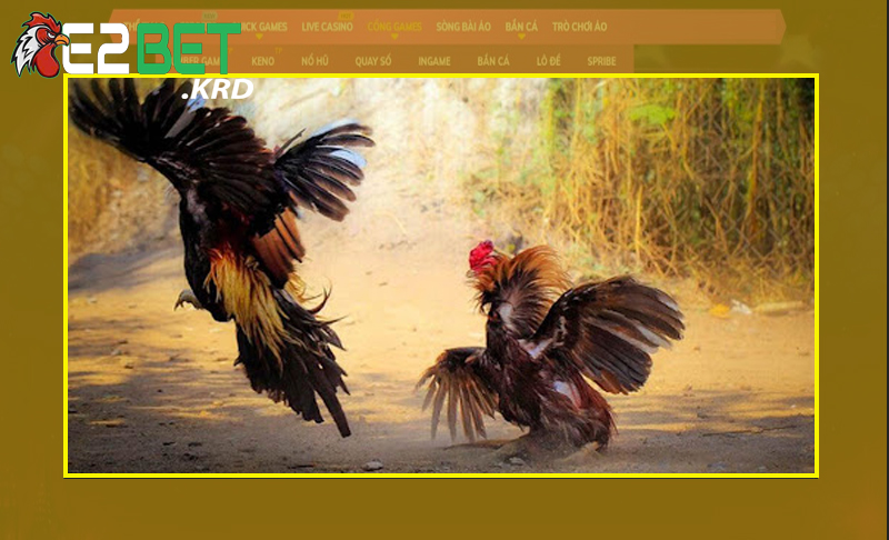 Sơ bộ về giải đấu đá gà