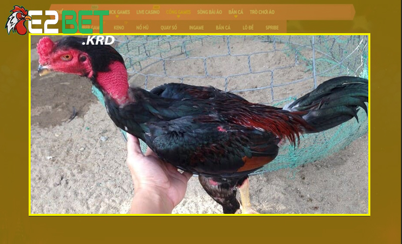 Giá trị vượt trội khi chọn gà chọi