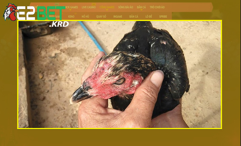 Hướng dẫn chọn gà chọi đúng tiêu chuẩn