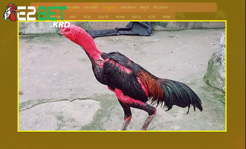 Dễ dàng nhận biết gà đá chọi cùng các giống gà khác