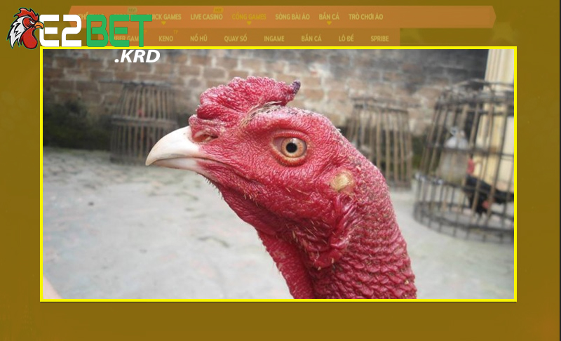 Lựa chọn gà chọn dựa vào đầu gà