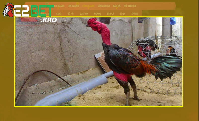 Chọn gà chọi chất lượng dựa vào thân hình