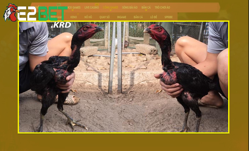 Khám phá các mẹo chọn gà chọi qua hình ảnh để cá cược