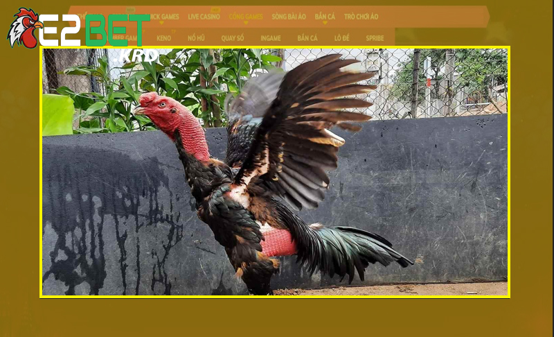 Bỏ túi vài kinh nghiệm nuôi gà cần có