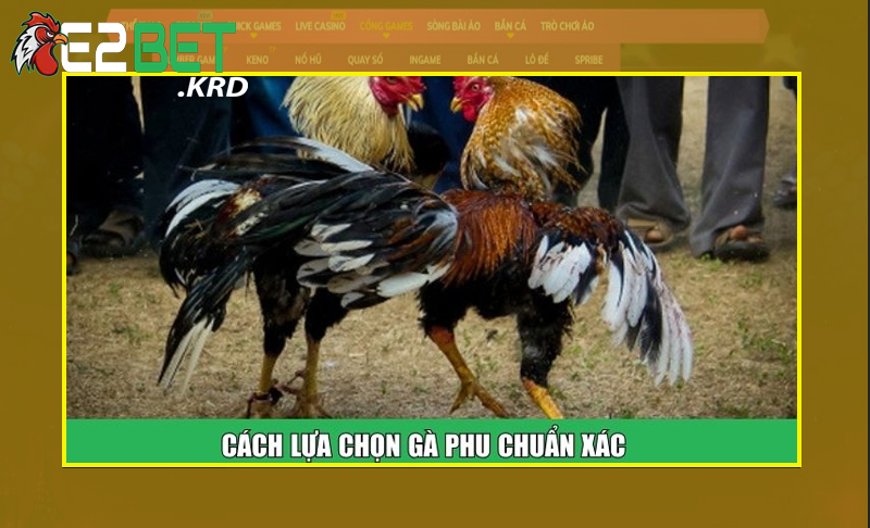 Chuyên gia bật mí cách chọn gà Phu hiệu quả