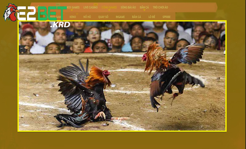 Vài kinh nghiệm cơ bản chơi đá gà luôn thắng