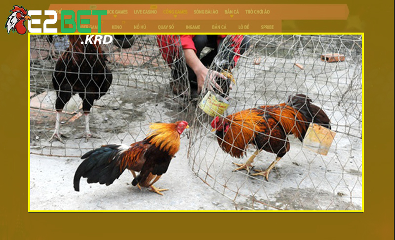 Chuyên gia chia sẻ cách chơi đơn giản thắng lớn