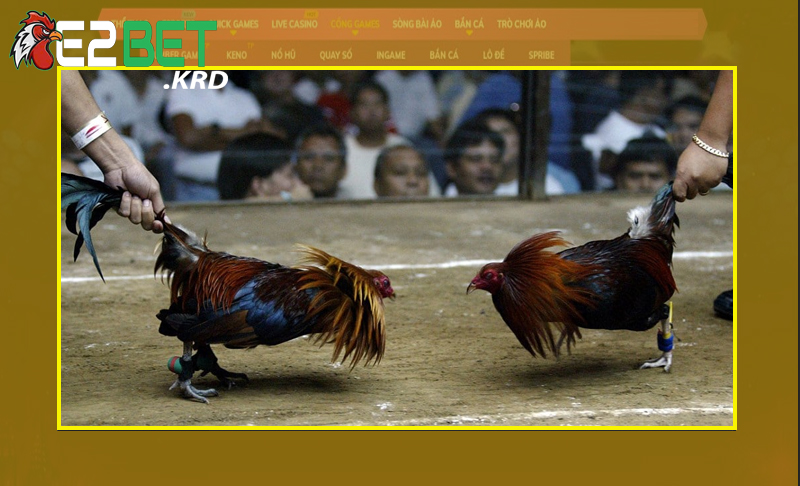 Những kỹ thuật cơ bản mà nài gà cần có