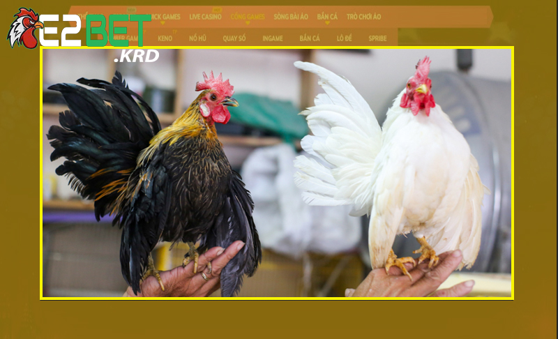 Tìm hiểu về các kỹ thuật nuôi gà Serama từ cao thủ