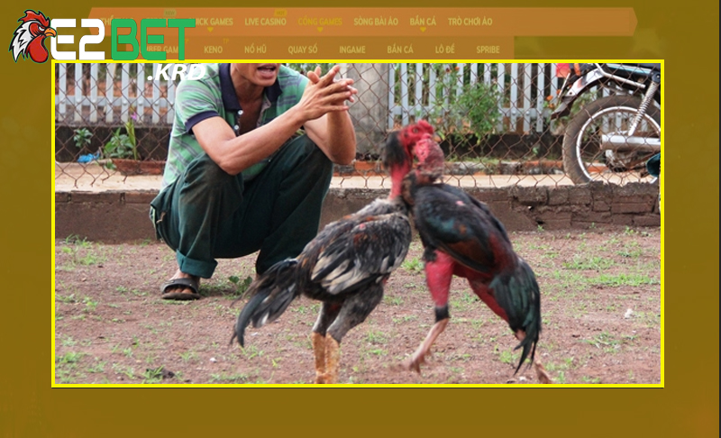 Sư kê luôn thực hiện với nhiều việc công quan trọng