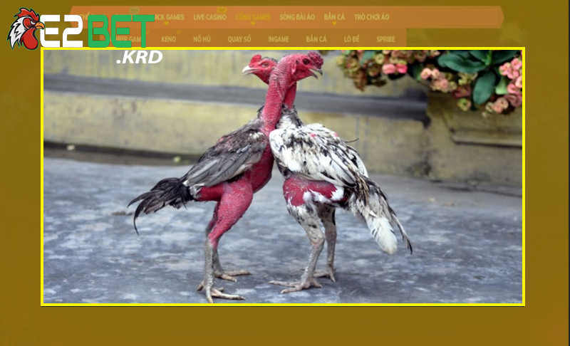 Phân biệt được giống gà thuần chủng giúp lựa chọn chiến kê chính xác