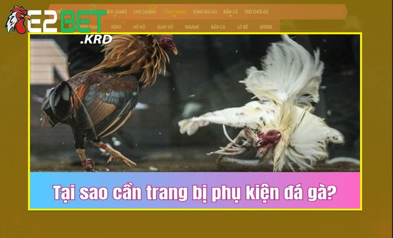 Giá trị nổi bật khi sử dụng phụ kiện gà