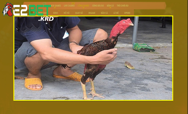 Nắm rõ về tầm quan trọng khi phục hồi cho gà đá