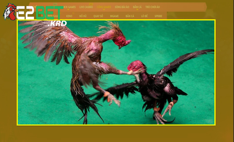 Hiểu cơ bản về gà chọi Thái là gì?