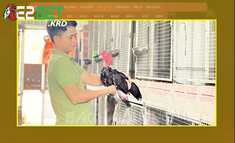 Tìm hiểu cơ bản về sư kê thế nào?