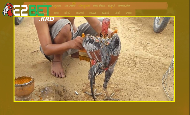 Sơ bộ về loại hình massage gà đá thế nào?