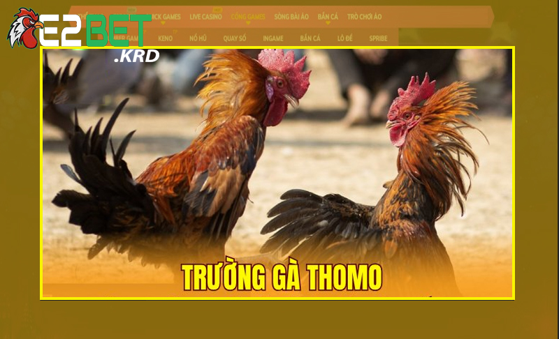 Hiểu đúng về trường gà Thomo là gì?