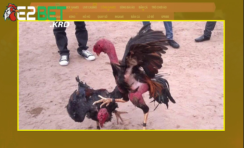 Tìm hiểu về gà vần là gì?