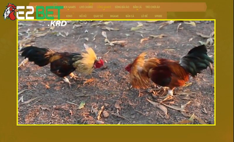 Đôi nét hiểu về xổ gà thế nào?