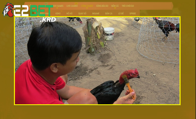 Vài yếu tố quan trọng mà nài gà phải nắm rõ