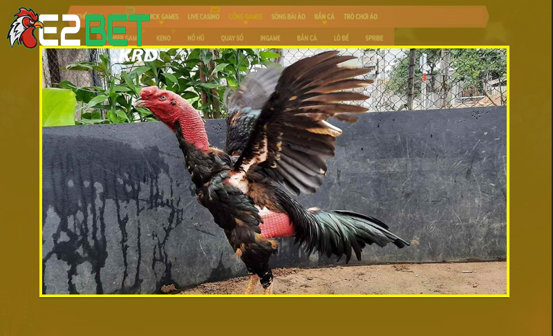 Các tác động từ môi trường đế gà đá thế nào