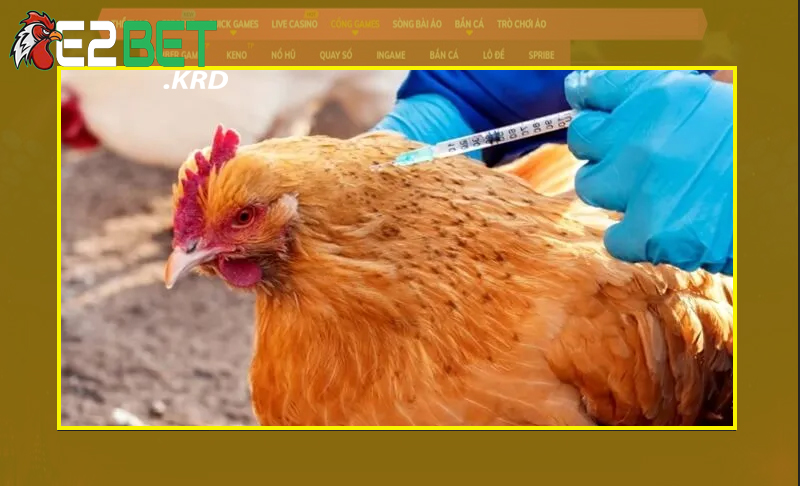 Áp dụng đúng lịch tiêm phòng giúp bảo vệ sức khỏe gà tốt nhất