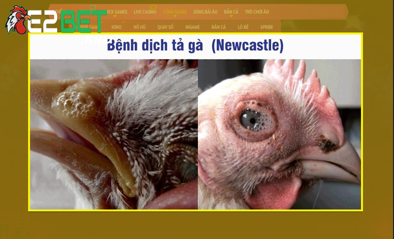 Bệnh dịch tả xảy ra ở gà chọi thường gặp