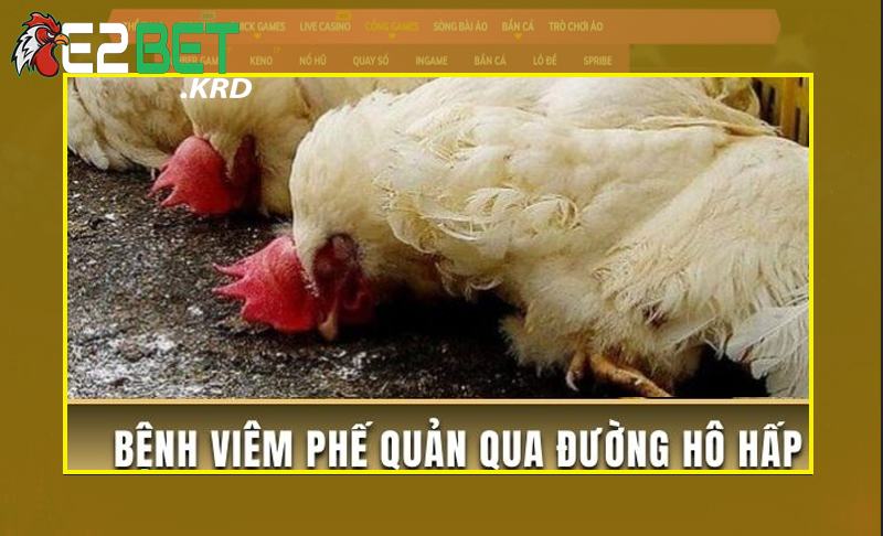 Gà bị mắc bệnh viêm phế quản